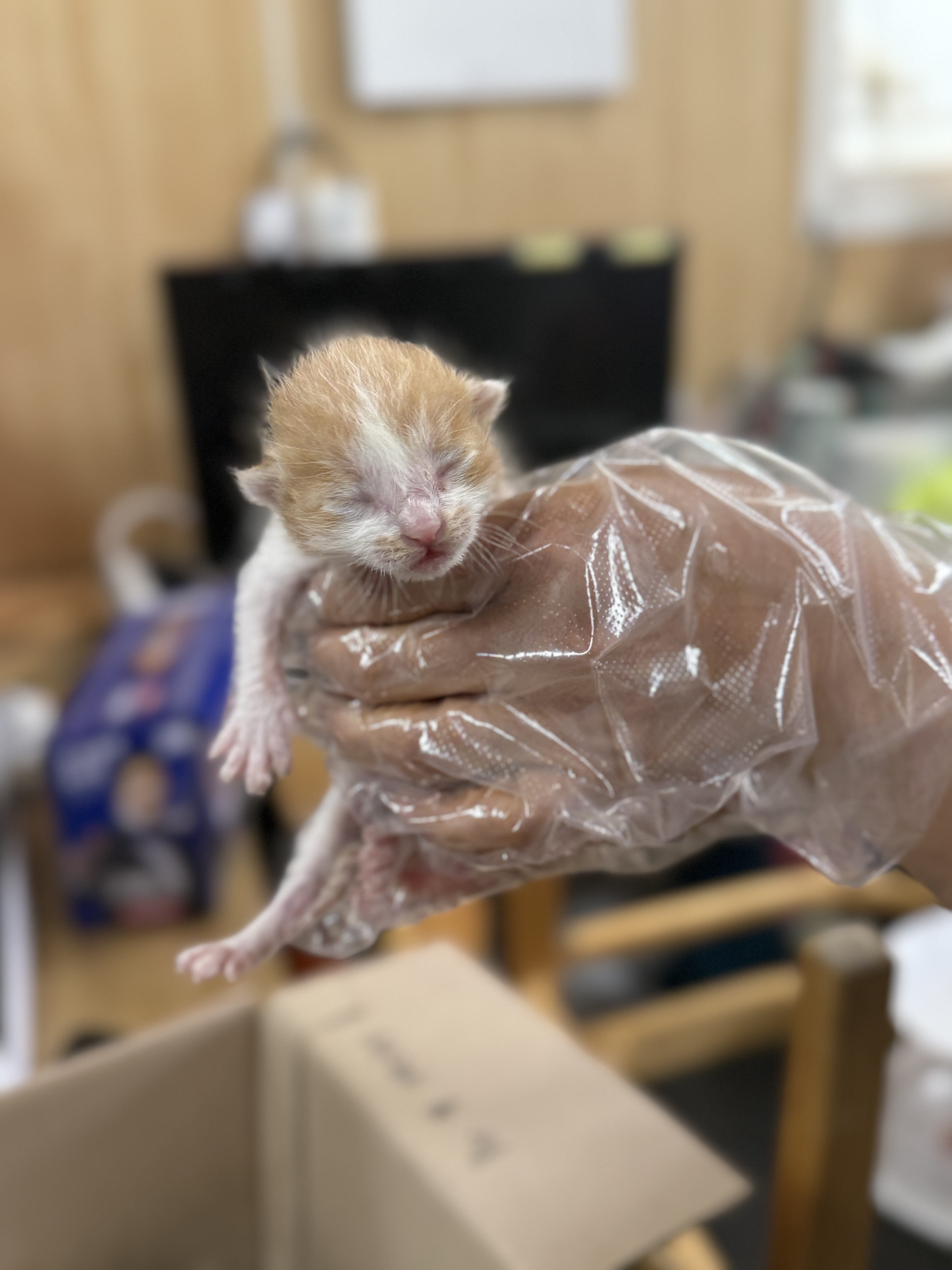 보호중 한국 고양이…