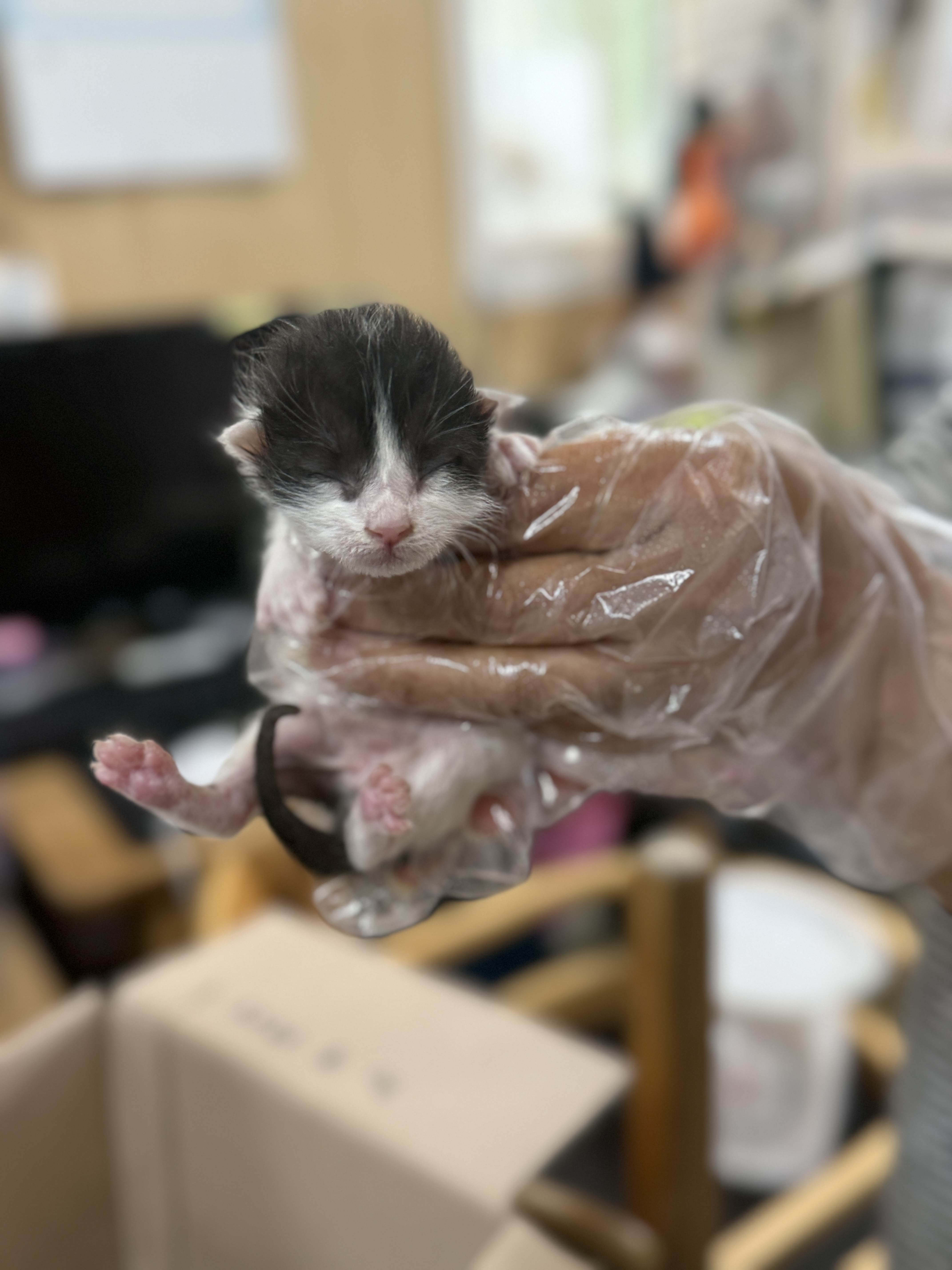 울산유기동물보호센터_431372202500283