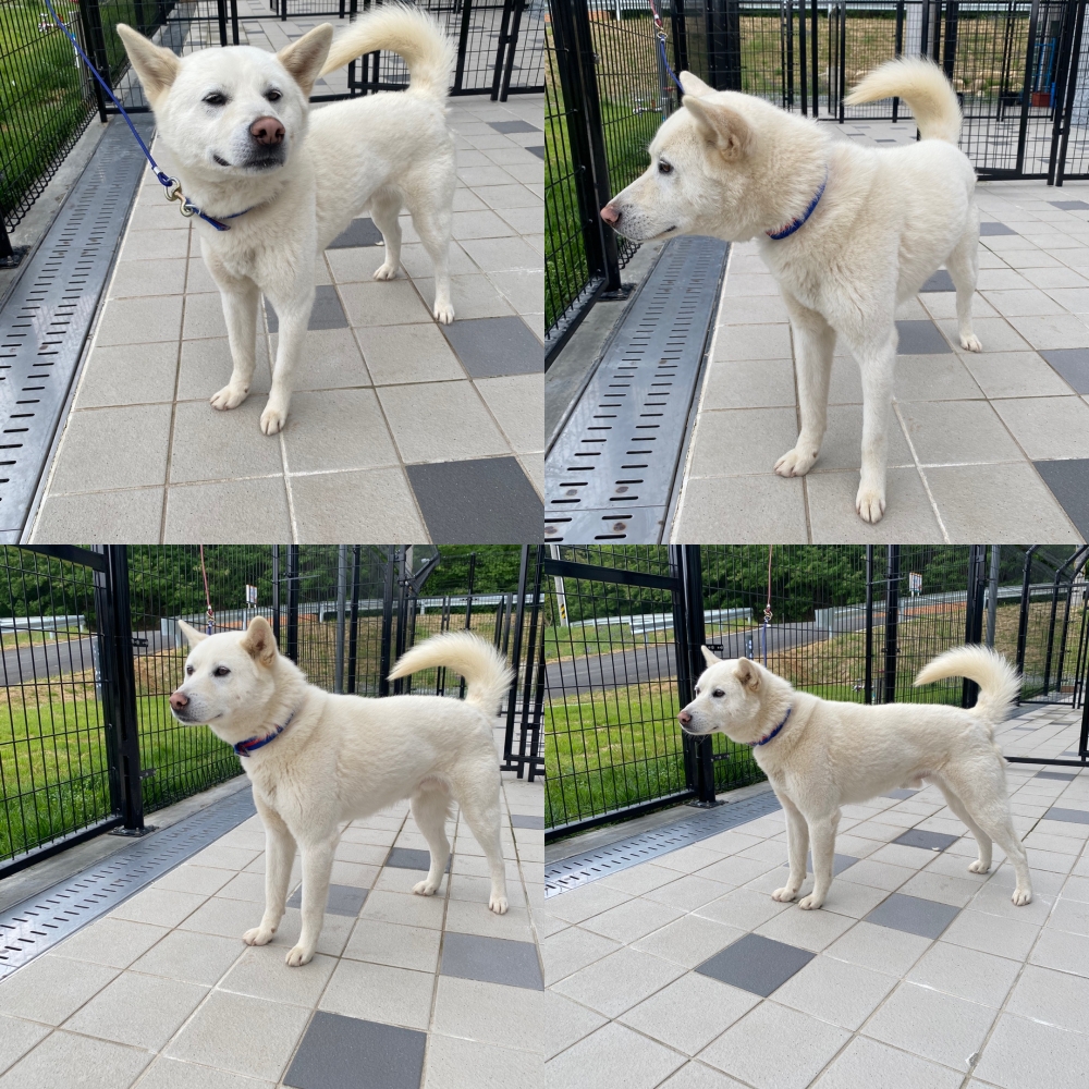 구미시 동물보호센터_447508202500731