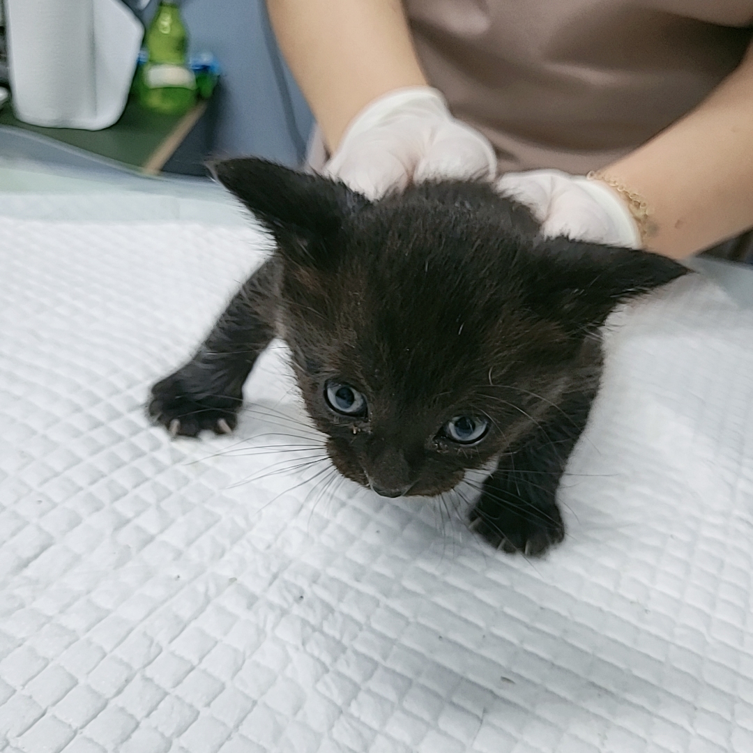 보호중 한국 고양이…