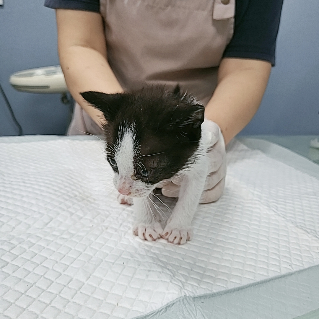 보호중 한국 고양이…