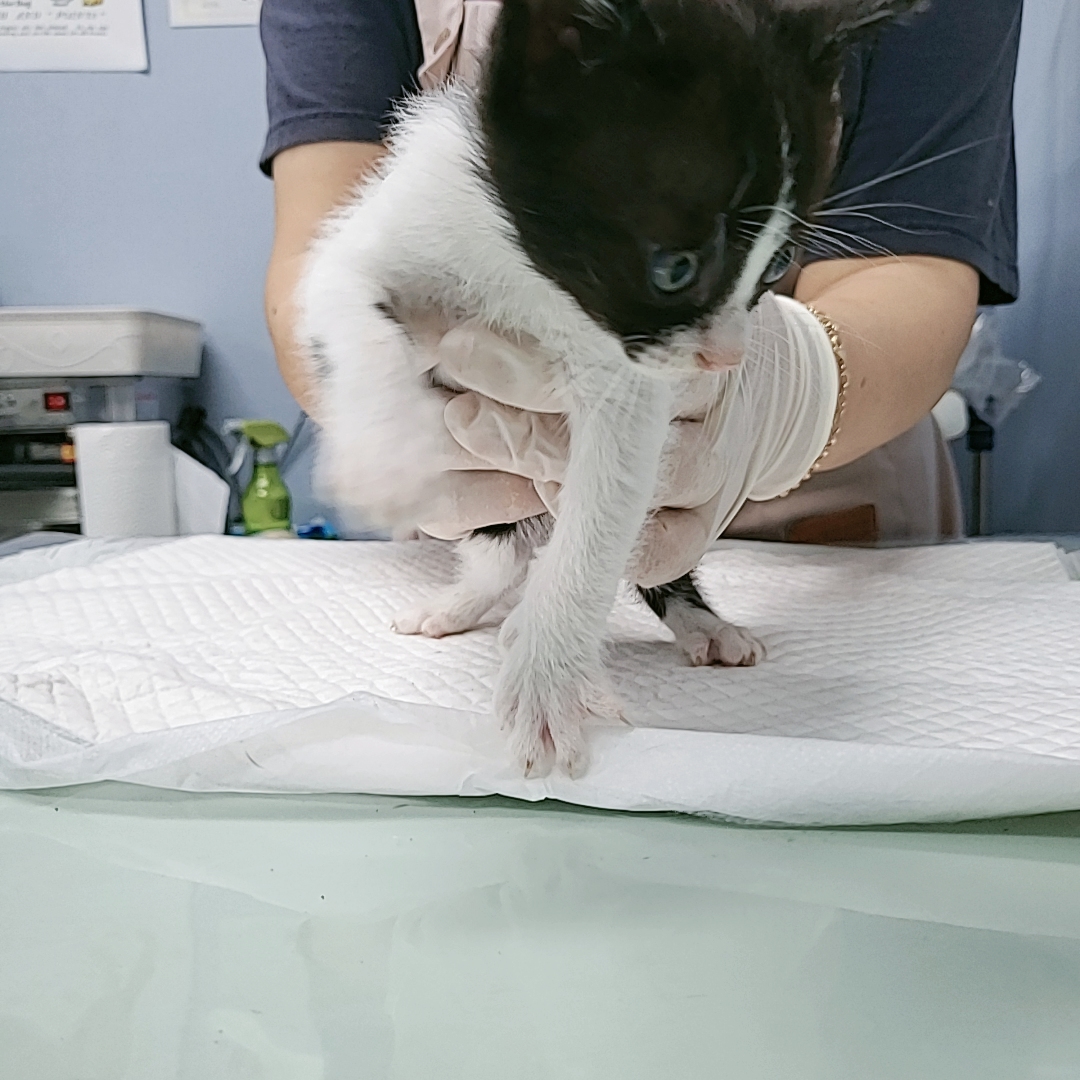 보호중 한국 고양이…