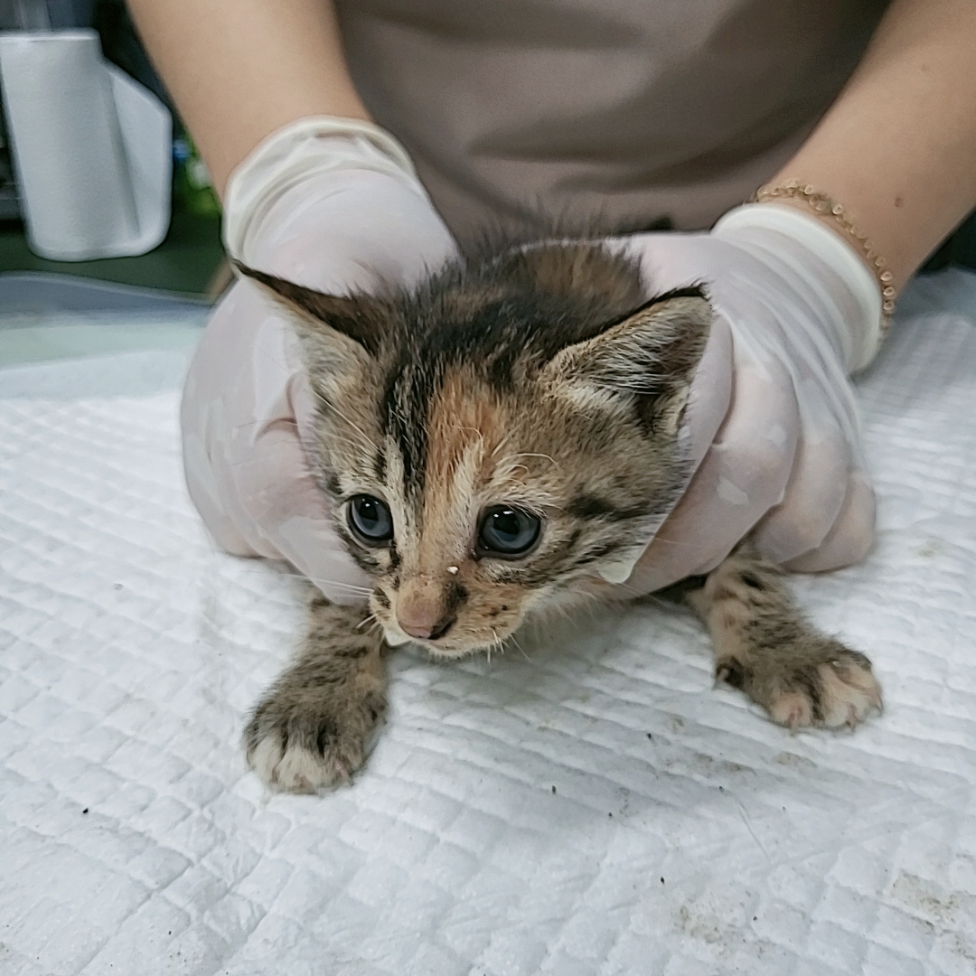 보호중 한국 고양이…