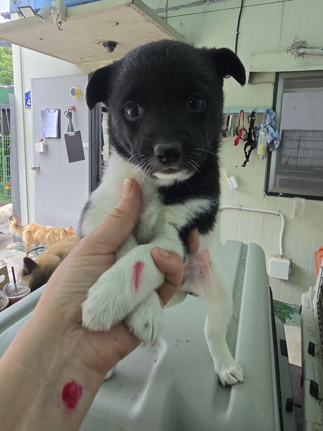 밀양시 동물보호센터_448536202500491