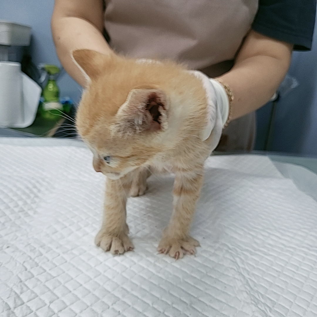 보호중 한국 고양이…