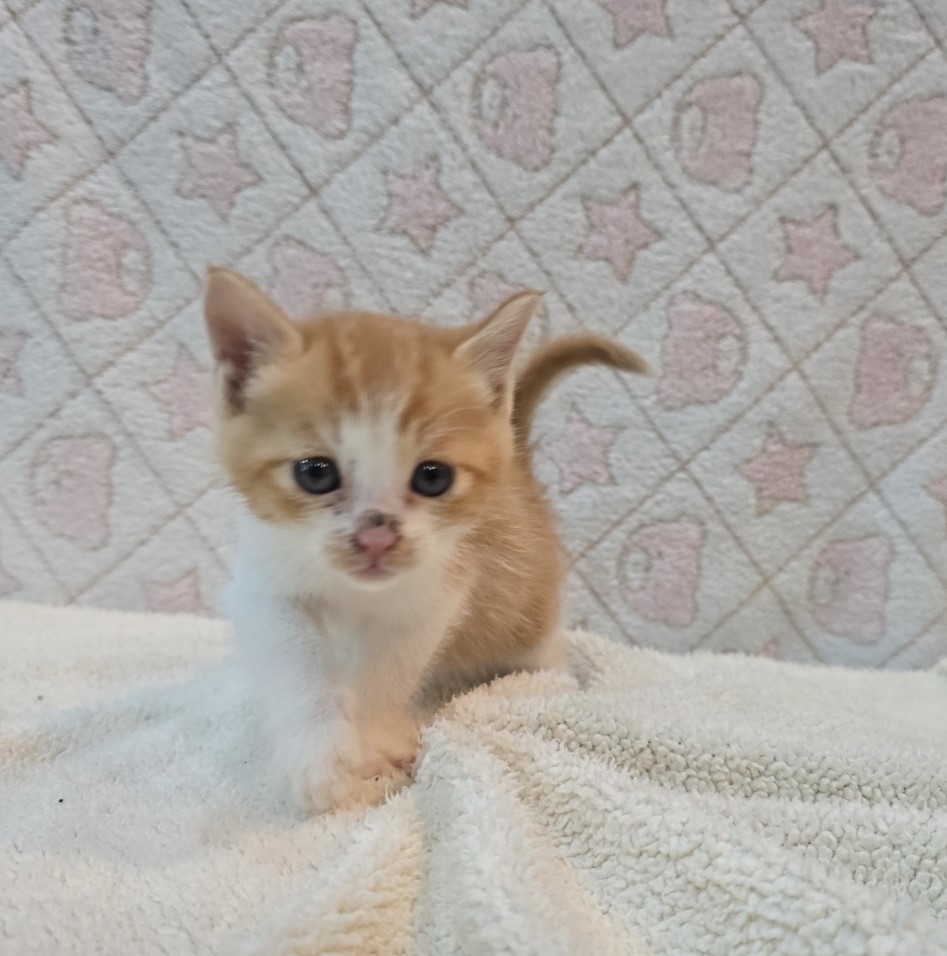 보호중 믹스묘의 가…