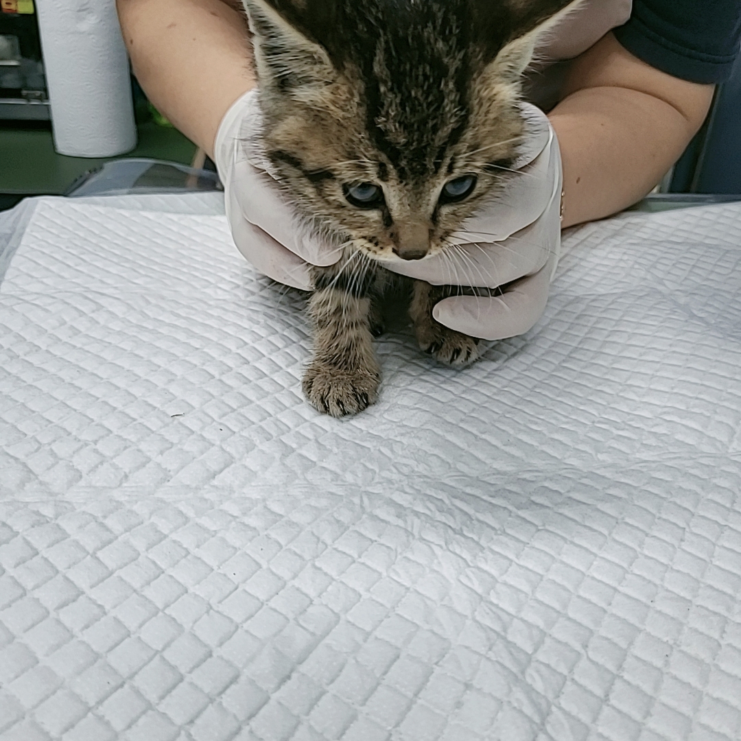 보호중 한국 고양이…