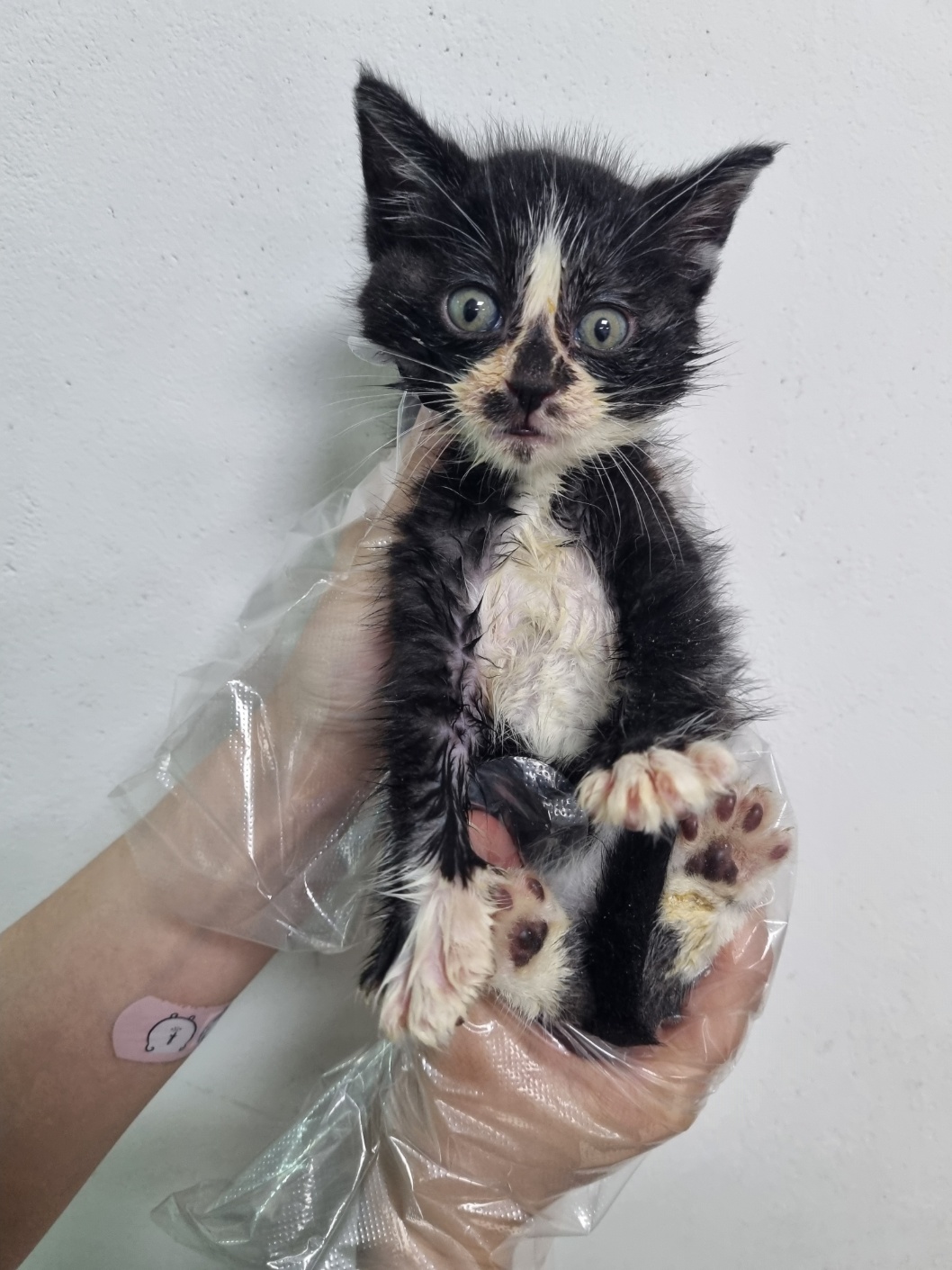 보호중 한국 고양이…