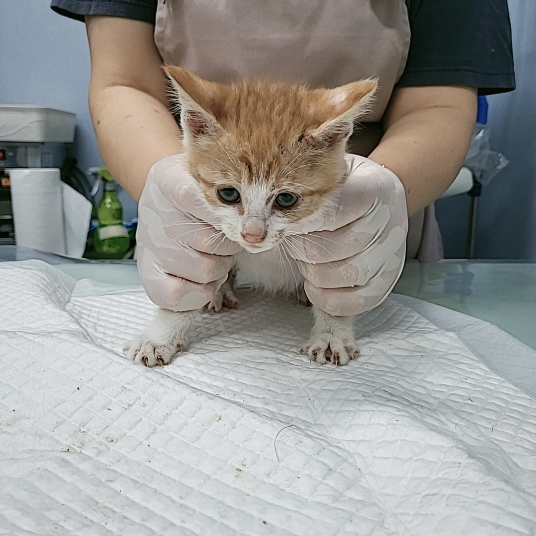 보호중 한국 고양이…