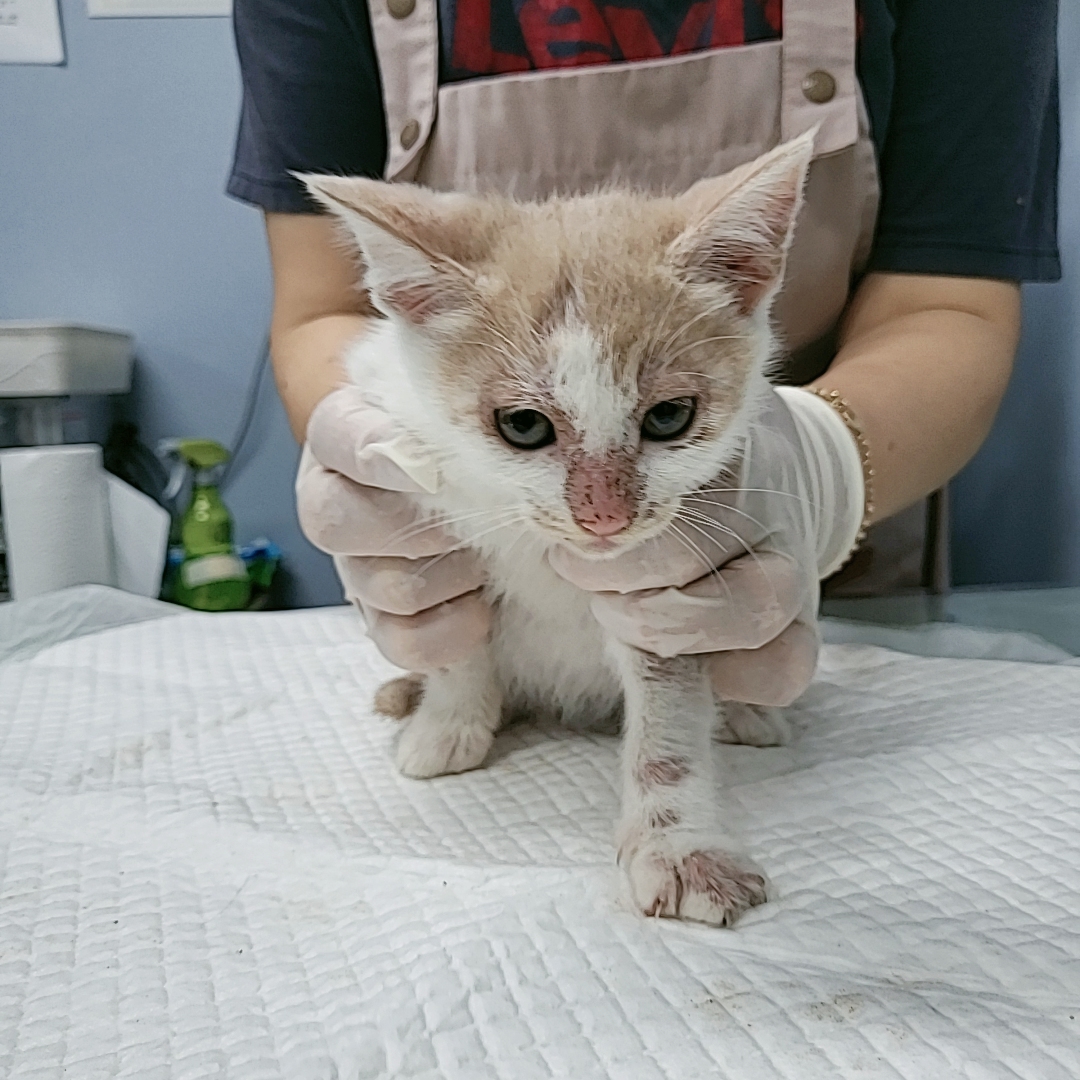 보호중 한국 고양이…