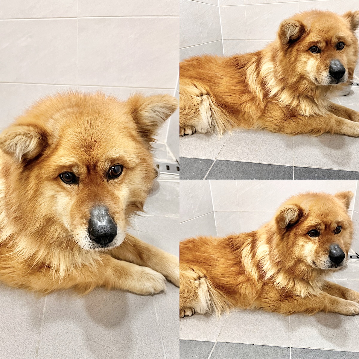 경주동물사랑보호센터_447505202500433