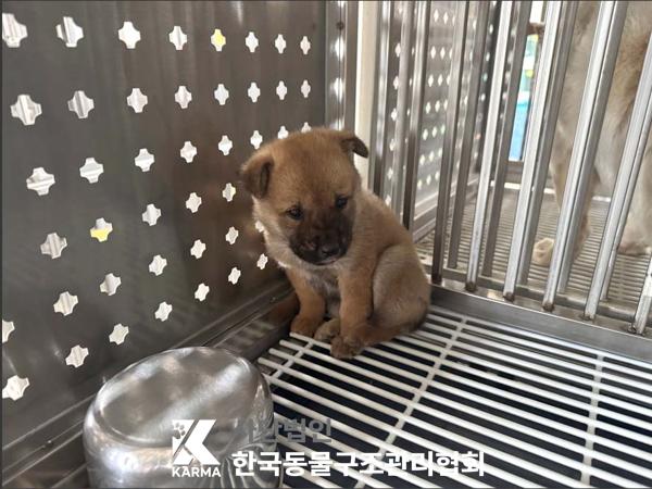 보호중 믹스견의 가…
