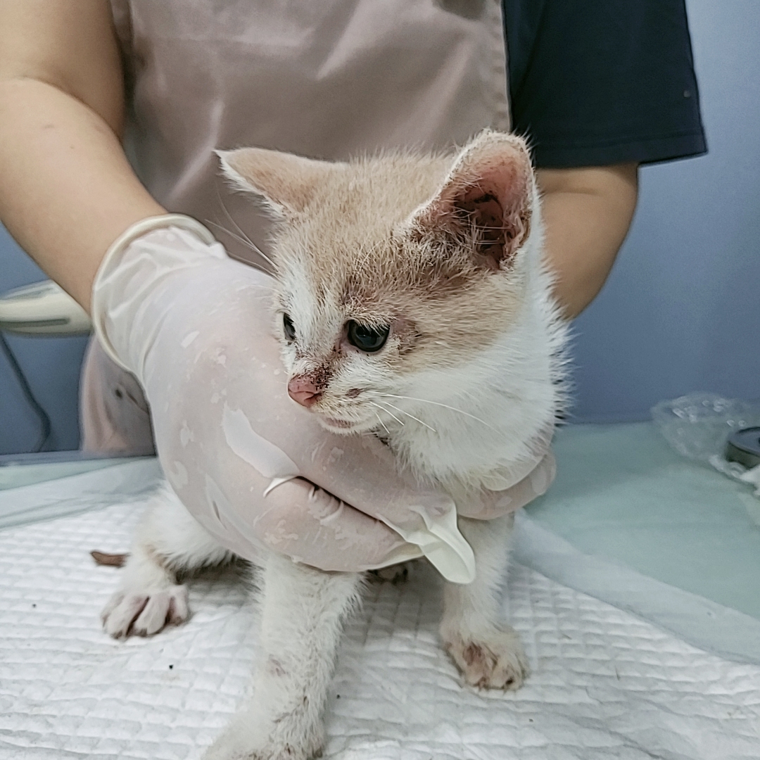 보호중 한국 고양이…