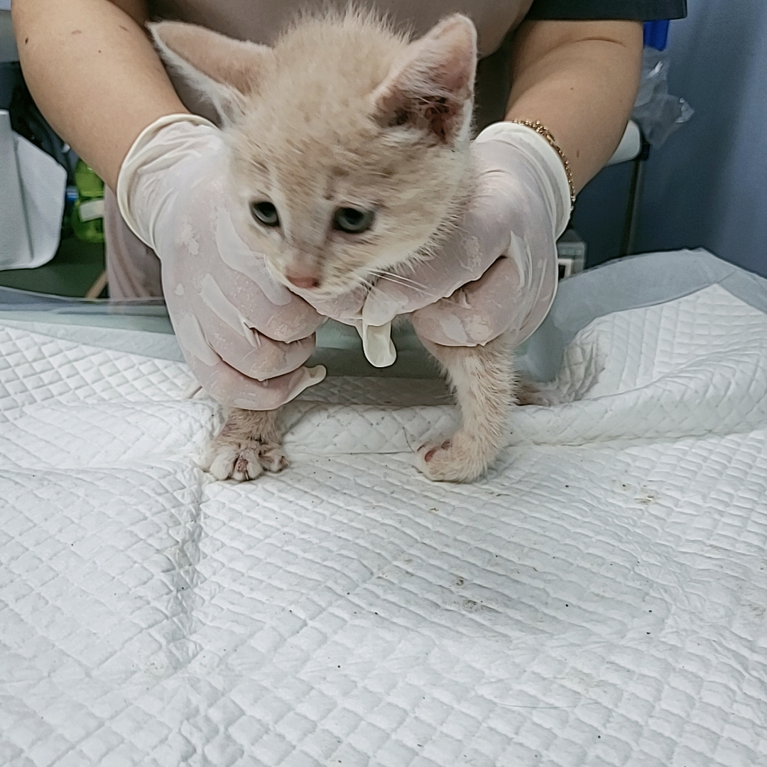 보호중 한국 고양이…
