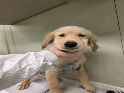 (사)동부동물보호협회_426330202500065