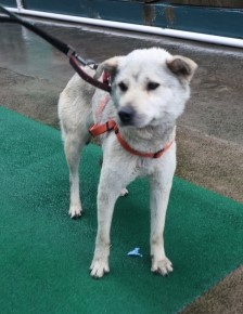 제주 동물보호센터_450650202501163