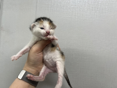 (사)동부동물보호협회_426331202500161