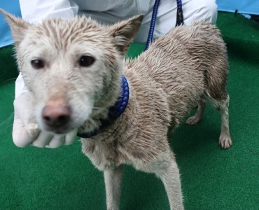 제주 동물보호센터_450650202501168
