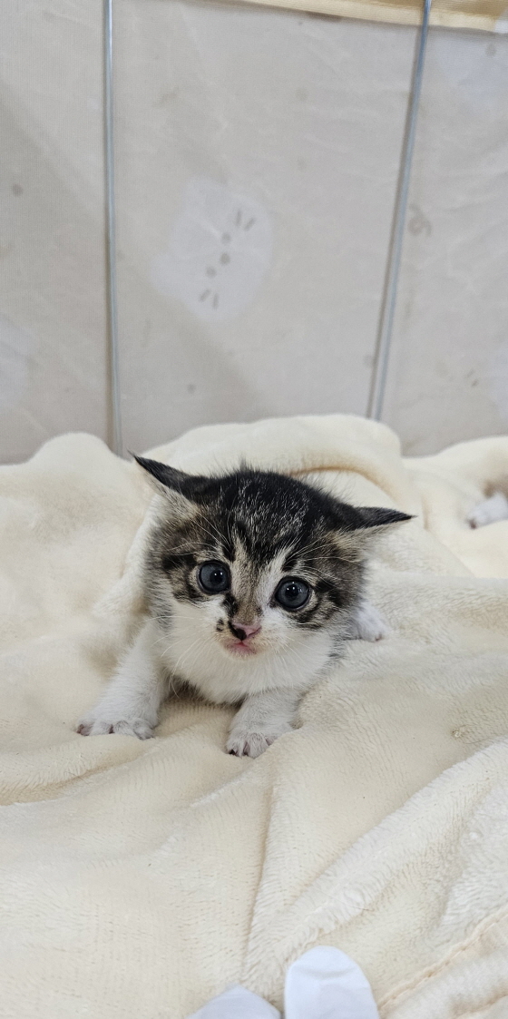익산유기동물보호소_445468202501531