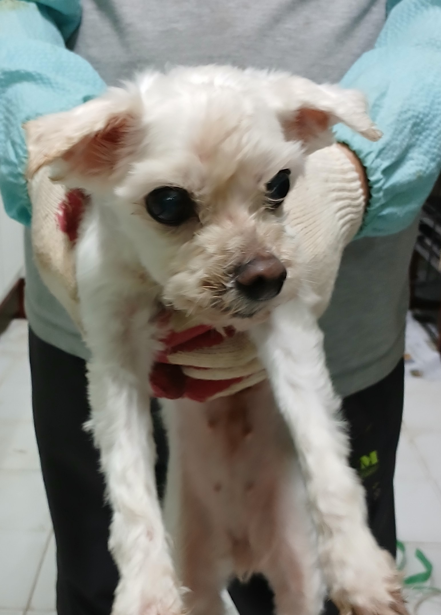대구유기동물보호센터_427342202500444