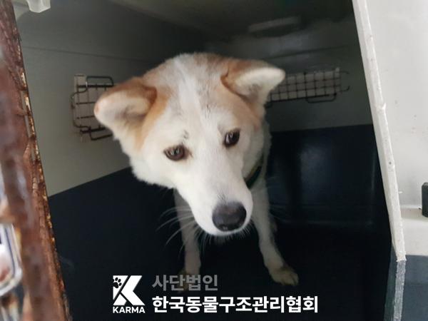 한국동물구조관리협회_441409202500729