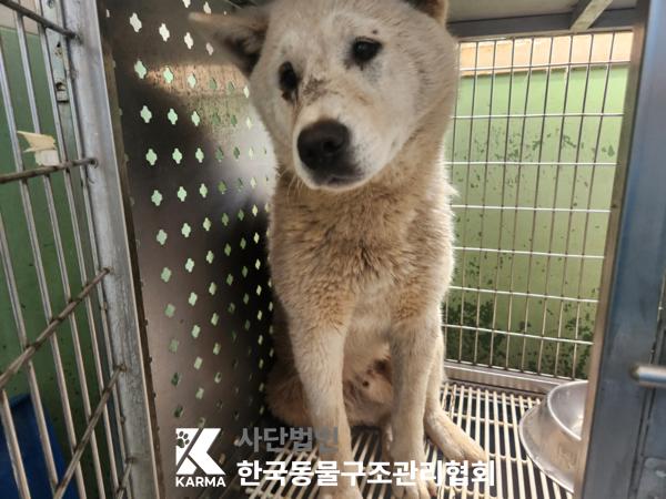 한국동물구조관리협회_441409202500730
