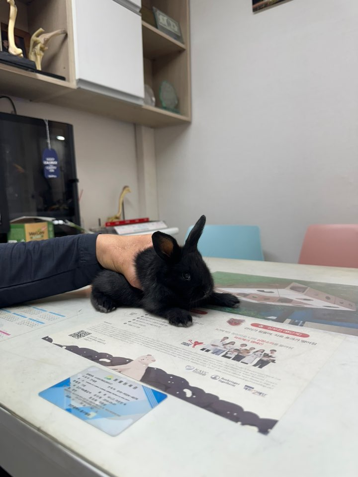신공항동물병원_428349202500390