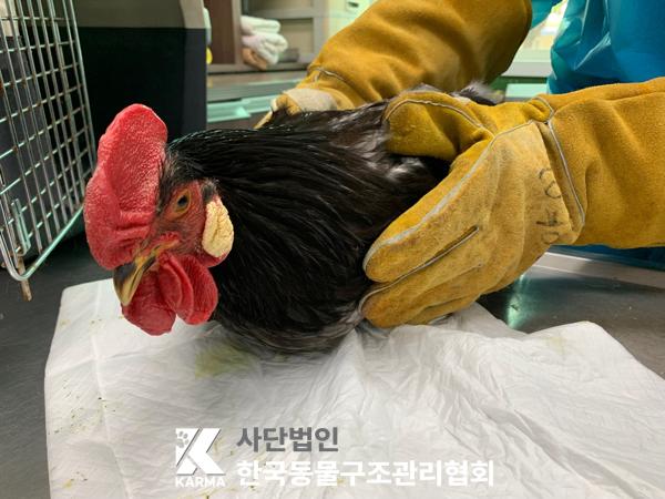 한국동물구조관리협회_411310202500399