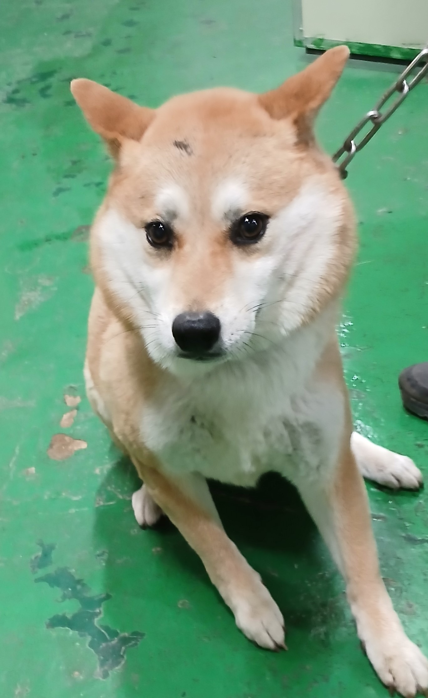 대구유기동물보호협회_427344202500141