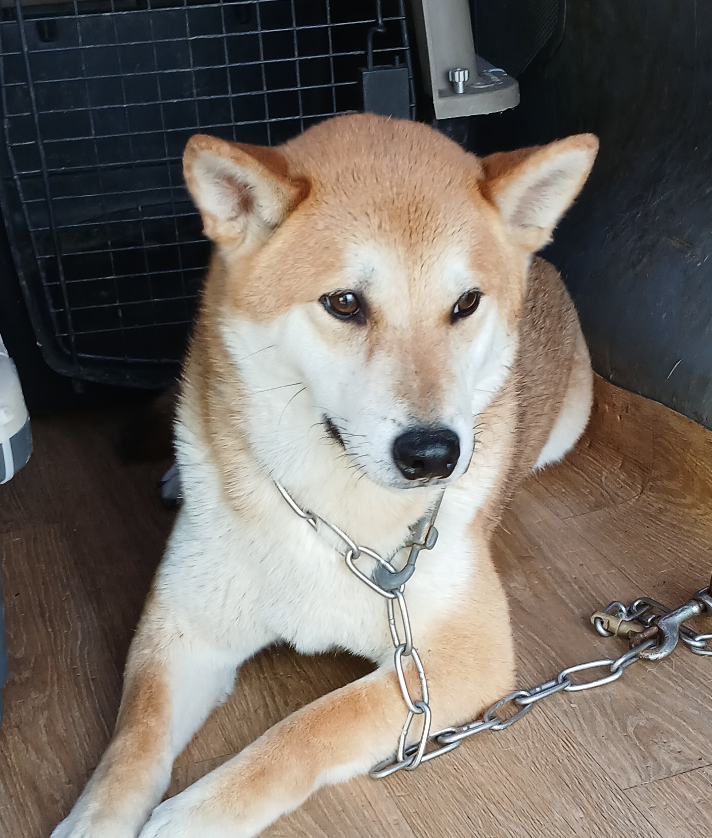 대구유기동물보호협회_427344202500140