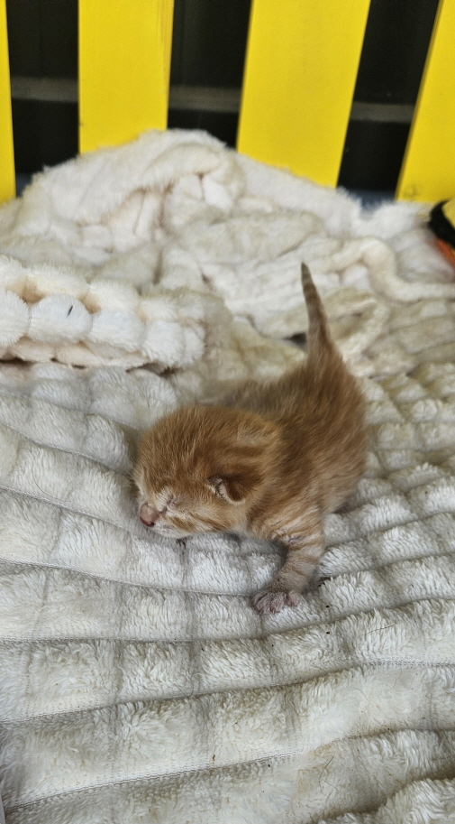 보호중 한국 고양이…