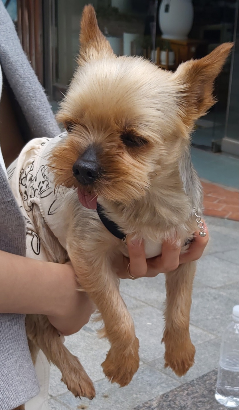 목포시유기동물보호소_446480202500474
