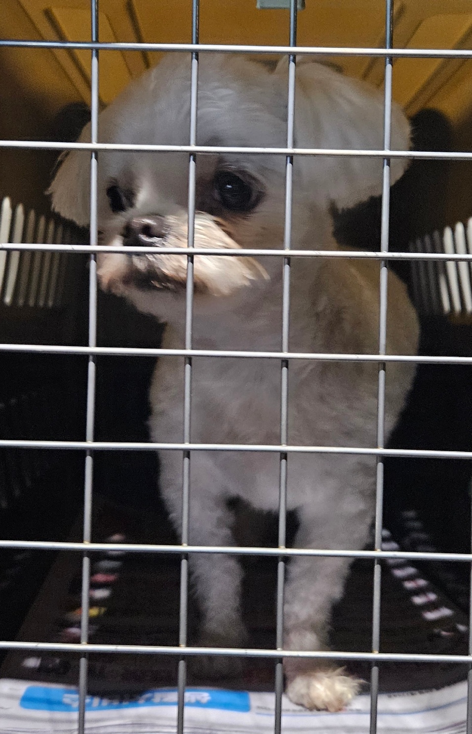 목포시유기동물보호소_446480202500480