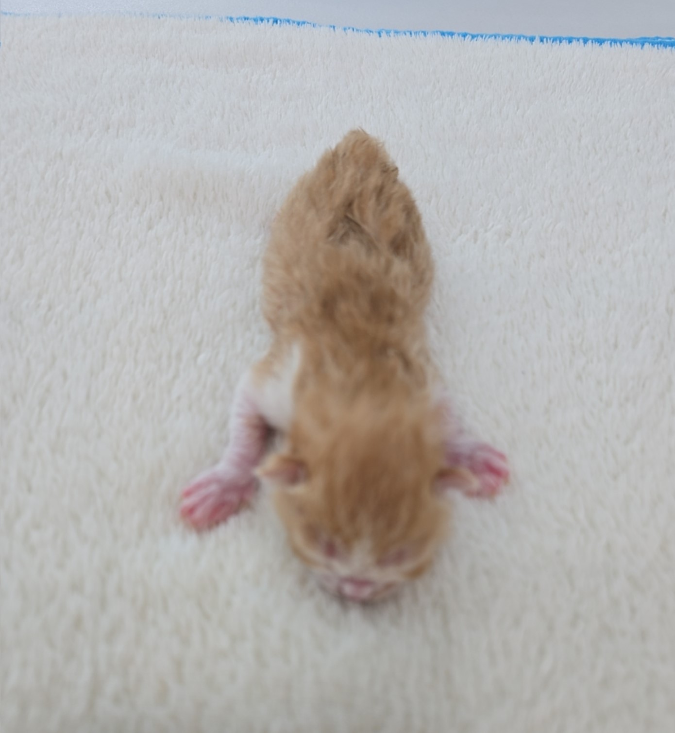 군산유기동물보호센터_445467202500839