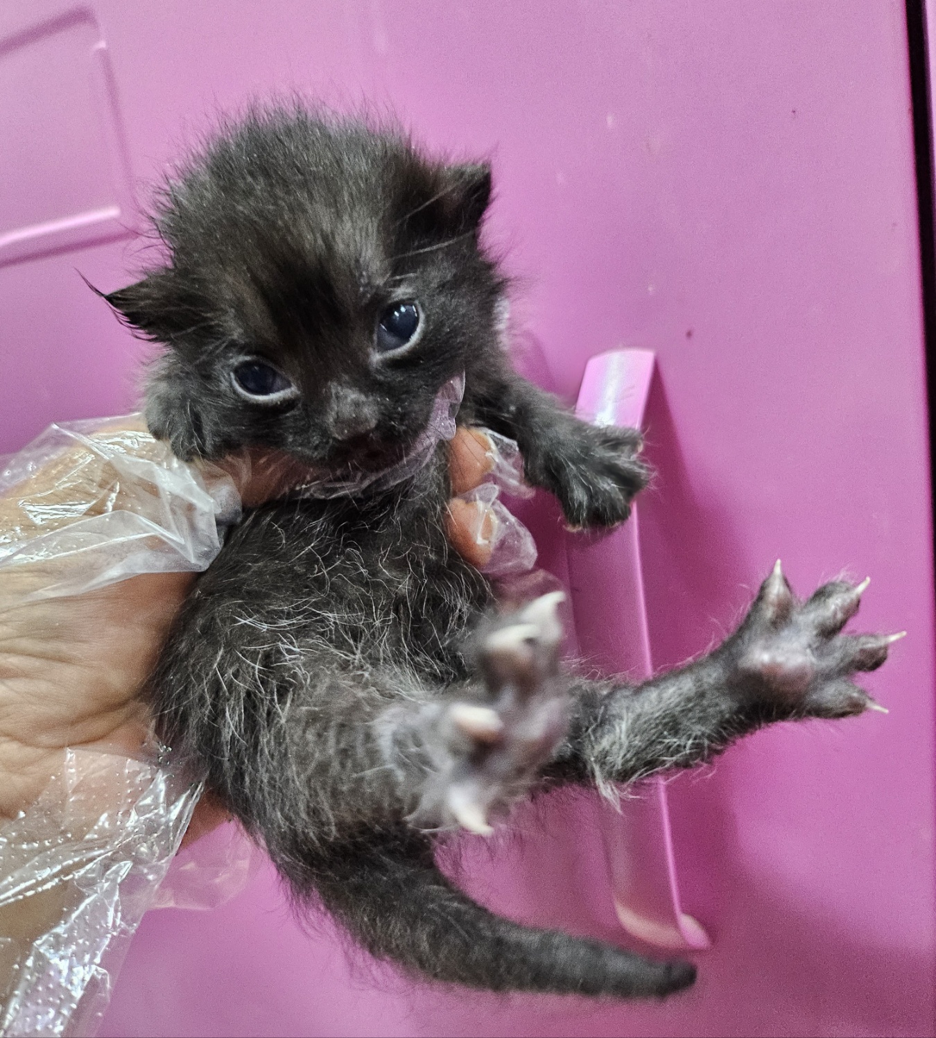 울산유기동물보호센터_431372202500293