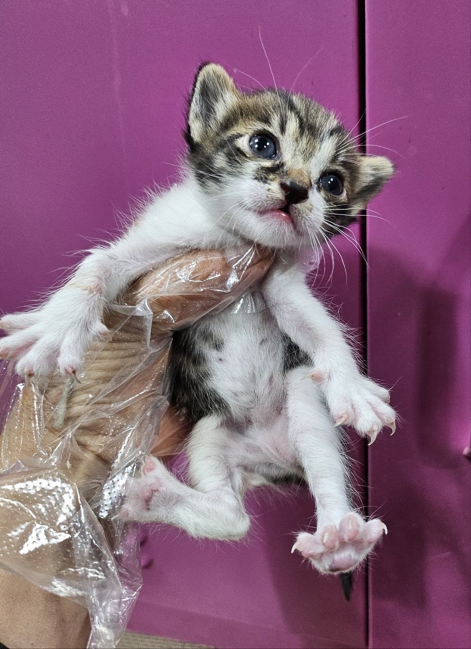 울산유기동물보호센터_431372202500292