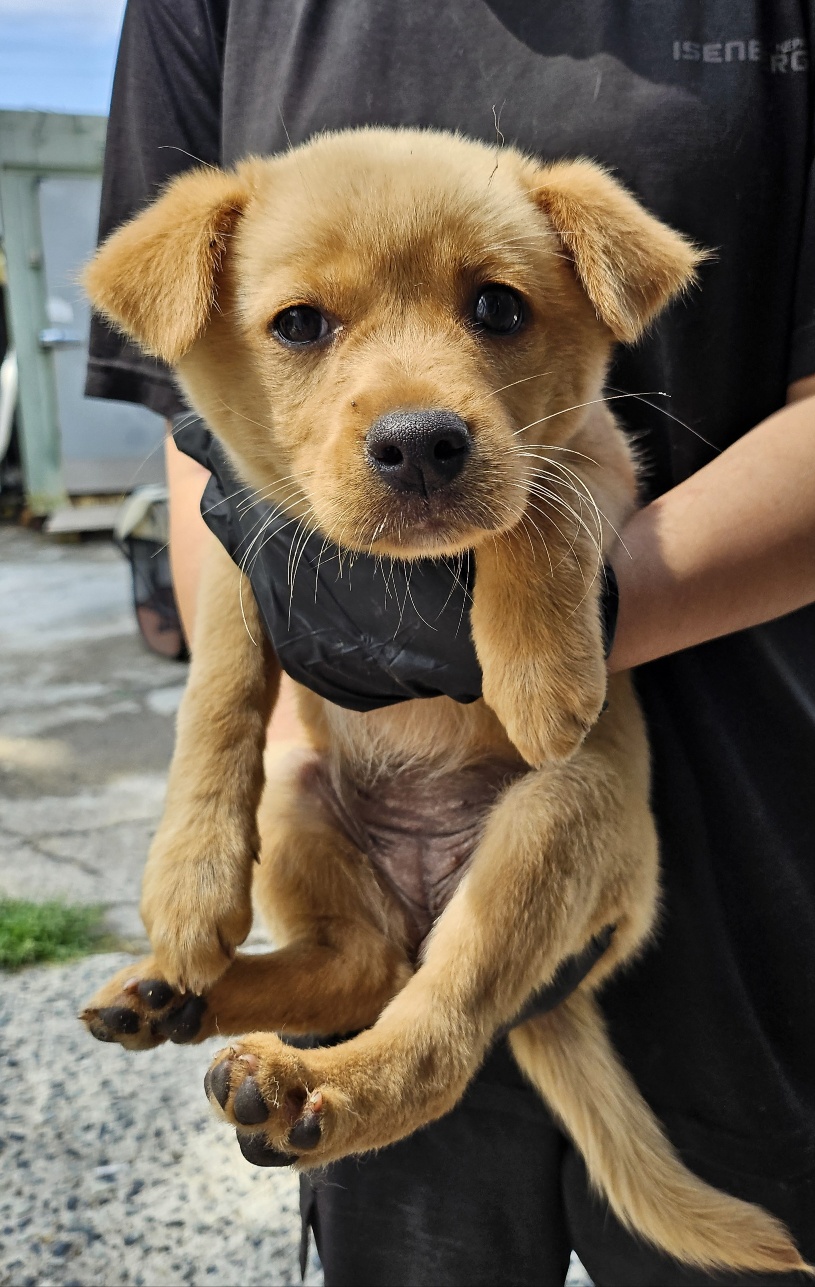 울산유기동물보호센터_431372202500290