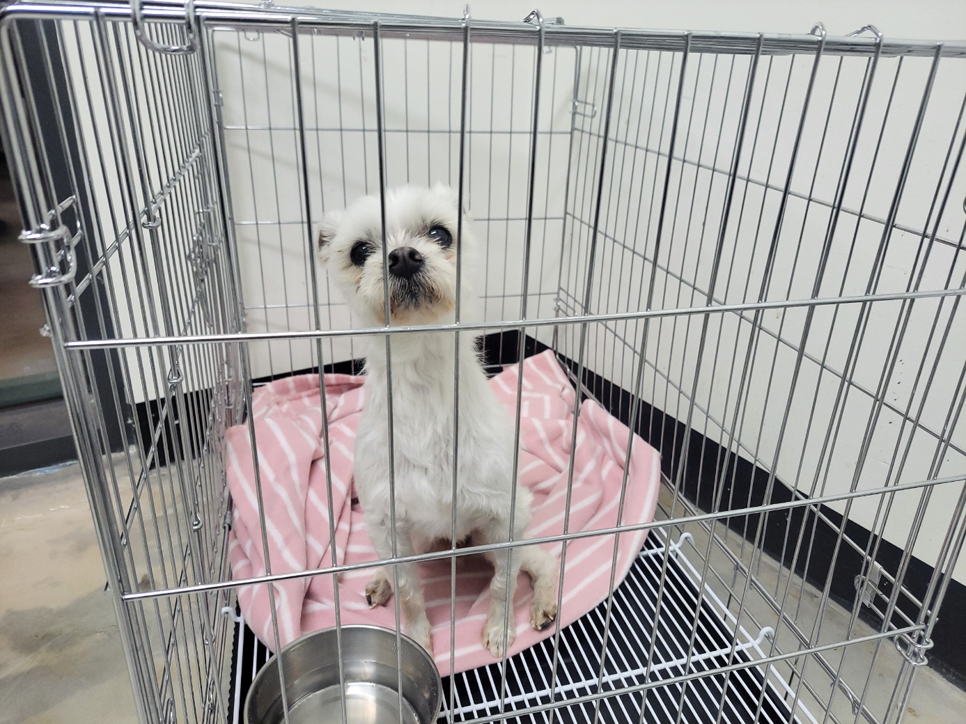 고양시동물보호센터_441394202500978