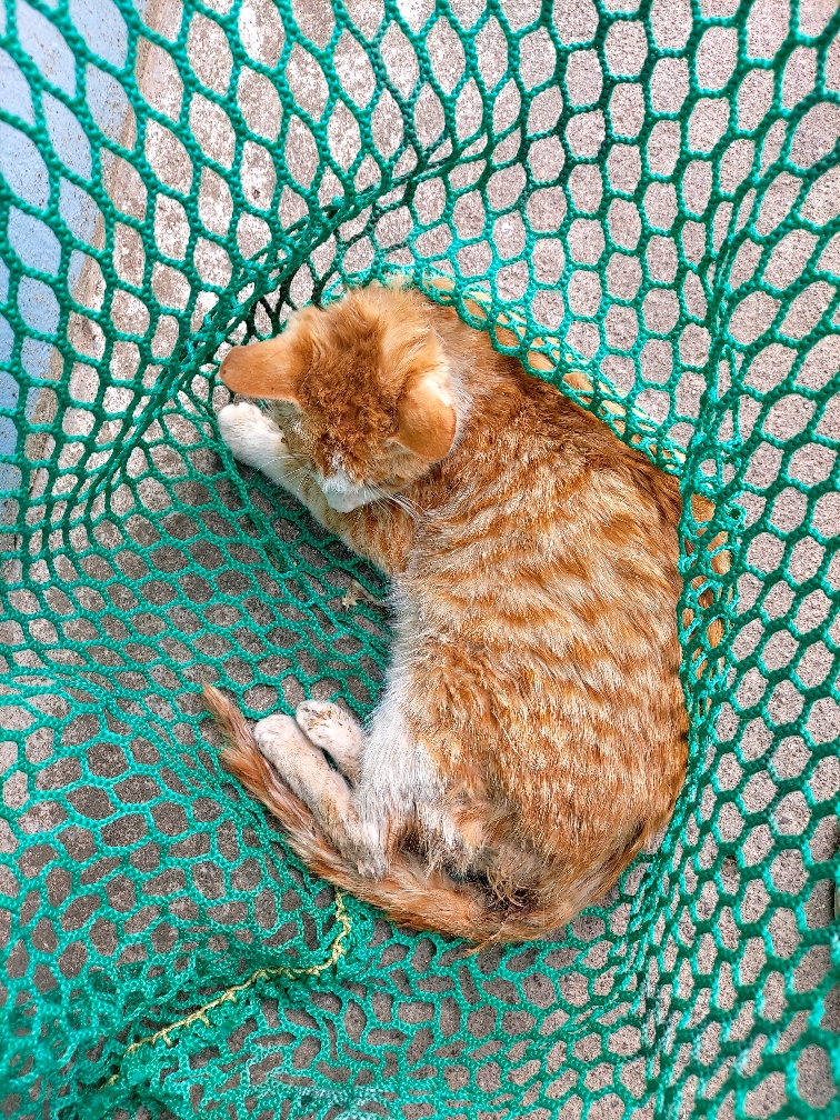 제일동물병원_444455202500318