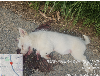 대전동물보호센터_430367202500335