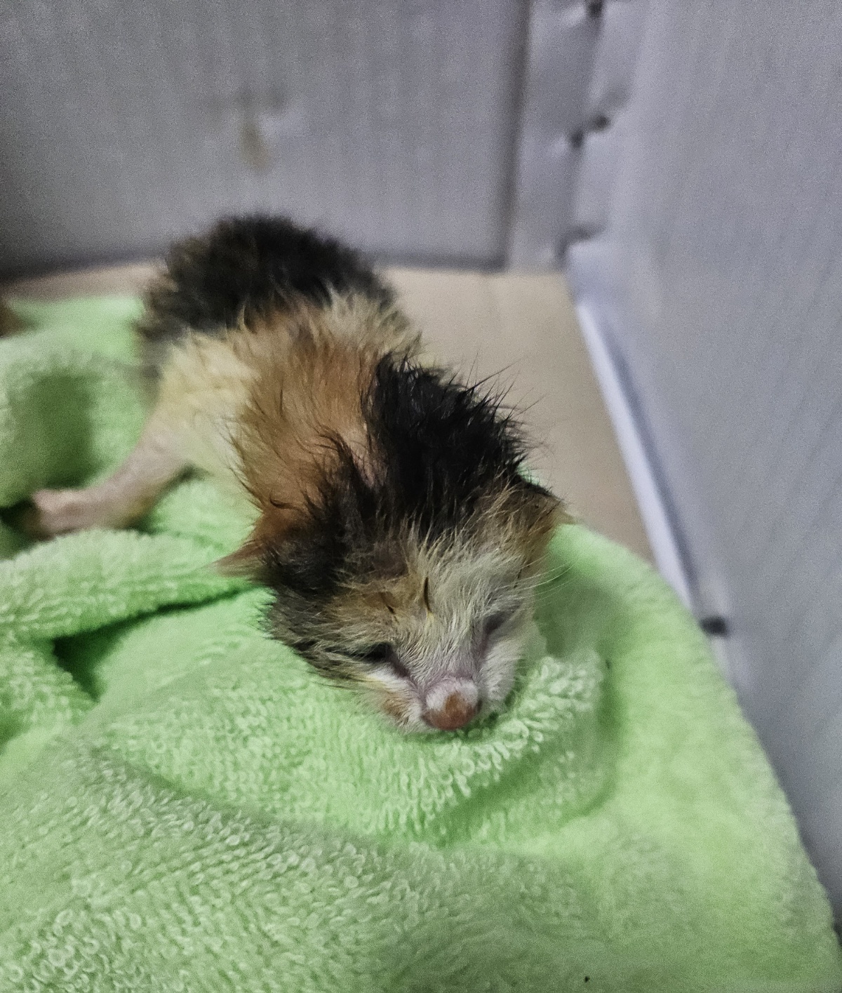 울산유기동물보호센터_431369202500218