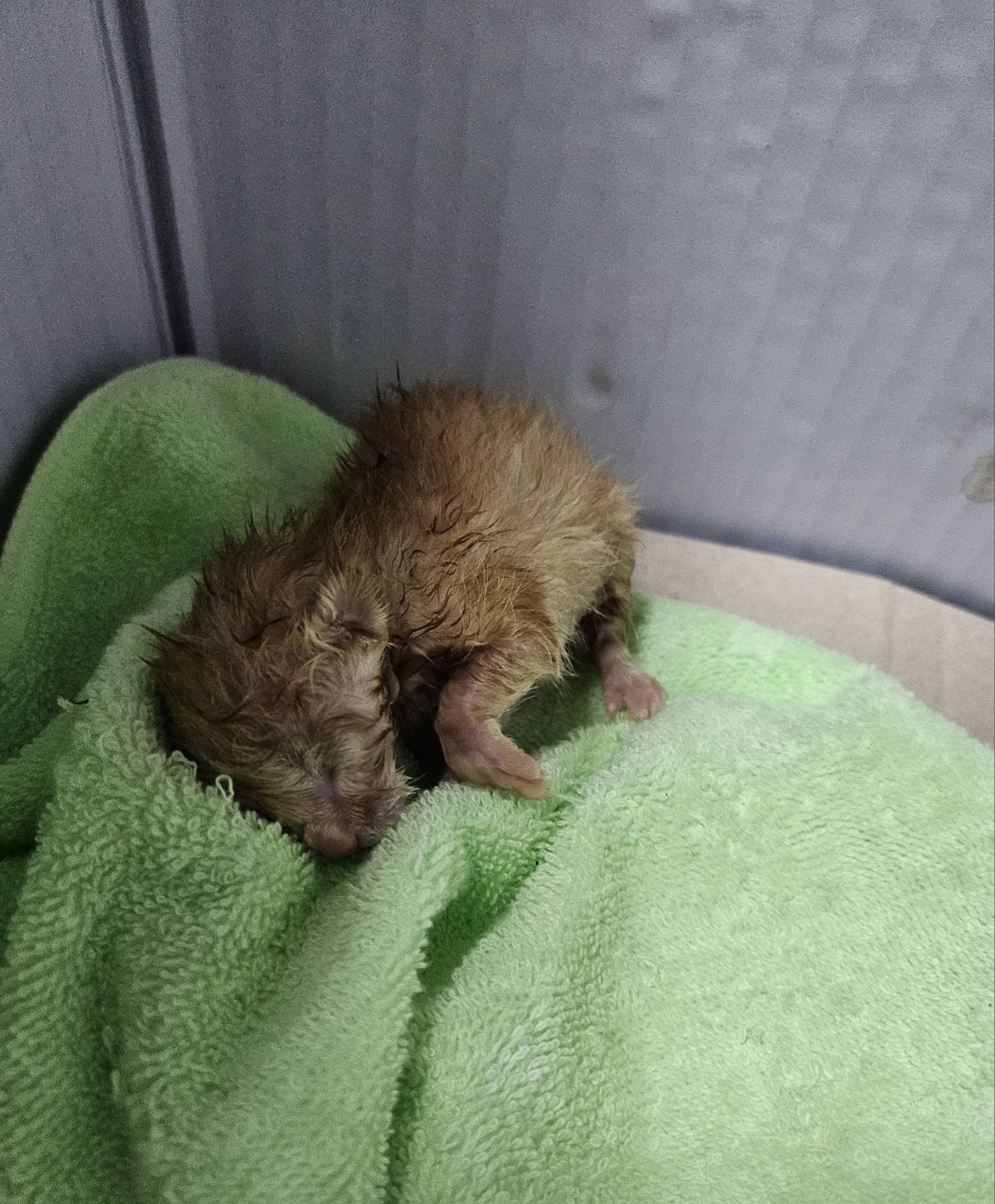 울산유기동물보호센터_431369202500215