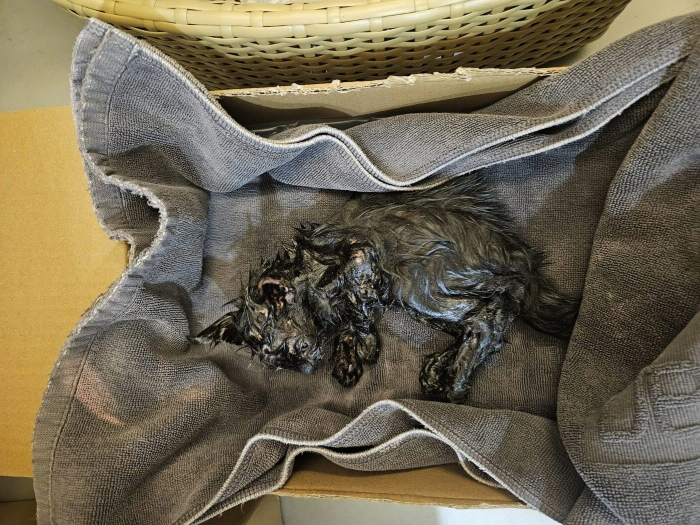 종료(자연사) 한국…