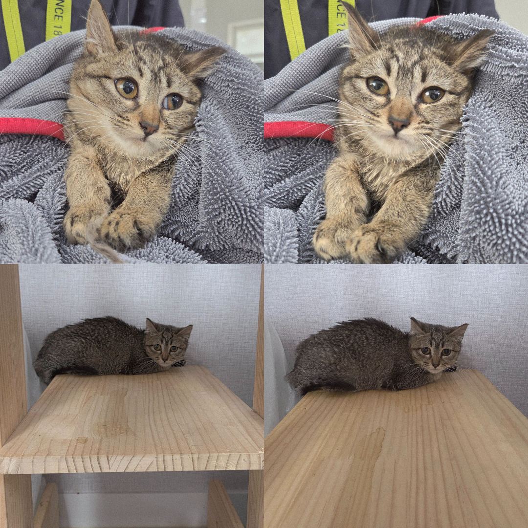 반려동물 입양센터_447508202500735