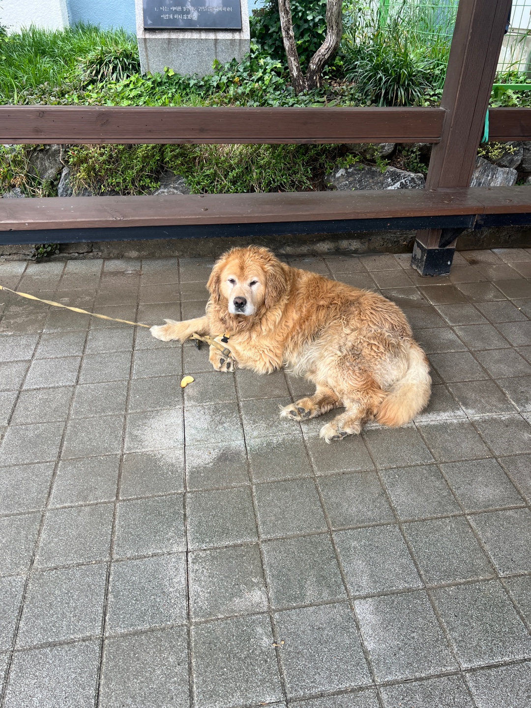 부산동물보호센터_426332202500207