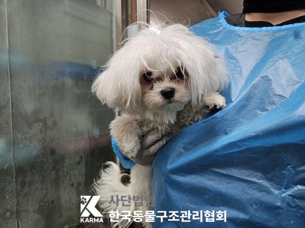 한국동물구조관리협회_411322202500261