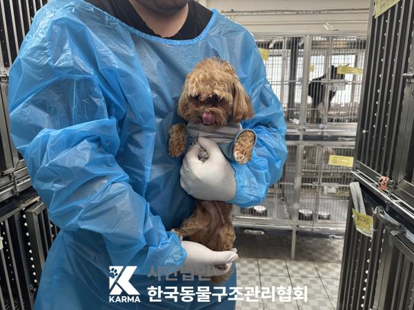 종료(반환) 말티즈…
