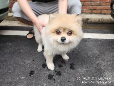 보호중 포메라니안의…