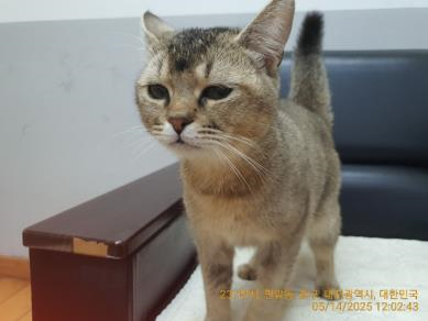 대전동물보호센터_430364202500108