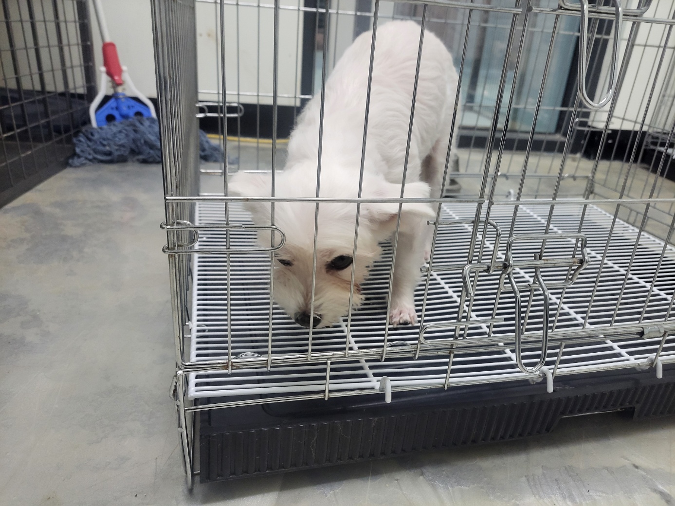 고양시동물보호센터_441394202500988